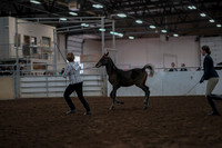 2019 Morgan Horse Show - Aug 31, 2019 - 03561