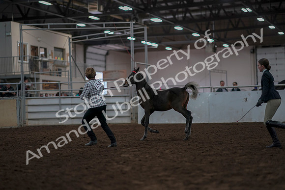 2019 Morgan Horse Show - Aug 31, 2019 - 03561