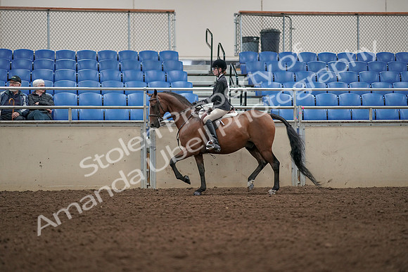 2019 Morgan Horse Show - Aug 31, 2019 - 04973