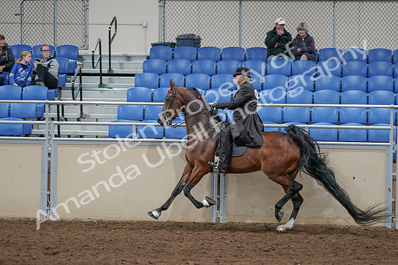 2020 - AB Morgan Horse - Fri, Sept 04 - 09790