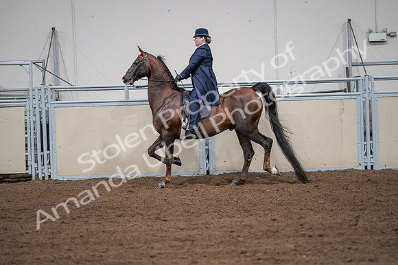 2020 - AB Morgan Horse - Fri, Sept 04 - 07957