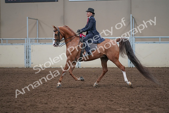 2019 Morgan Horse Show - Sept 01, 2019 - 12136