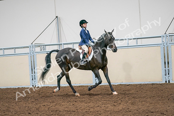 2020 - AB Morgan Horse - Sun, Sept 06 - 08028