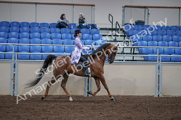 2020 - AB Morgan Horse - Fri, Sept 04 - 05100