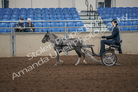 2019 Morgan Horse Show - Aug 31, 2019 - 04272