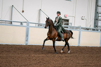 2020 - AB Morgan Horse - Fri, Sept 04 - 03286