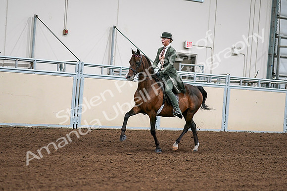 2020 - AB Morgan Horse - Fri, Sept 04 - 03286