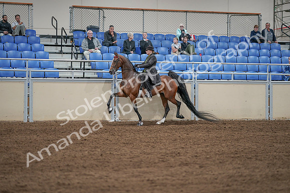 2020 - AB Morgan Horse - Fri, Sept 04 - 09632