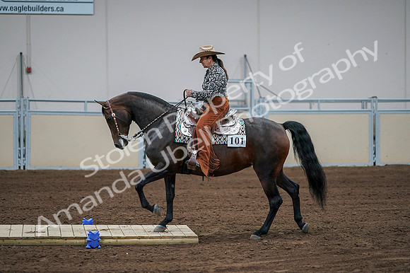 2020 - AB Morgan Horse - Fri, Sept 04 - 00065