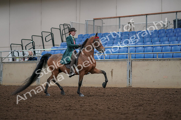 2019 Morgan Horse Show - Aug 30, 2019 - 28240