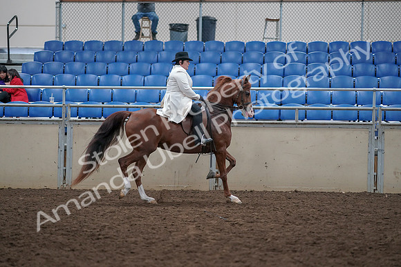 2019 Morgan Horse Show - Aug 31, 2019 - 17984