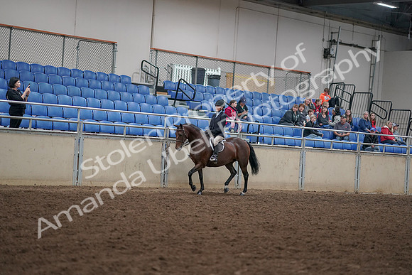 2019 Morgan Horse Show - Aug 30, 2019 - 12656