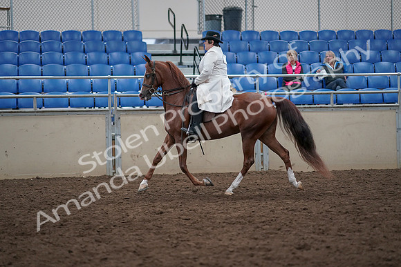 2019 Morgan Horse Show - Aug 31, 2019 - 17865