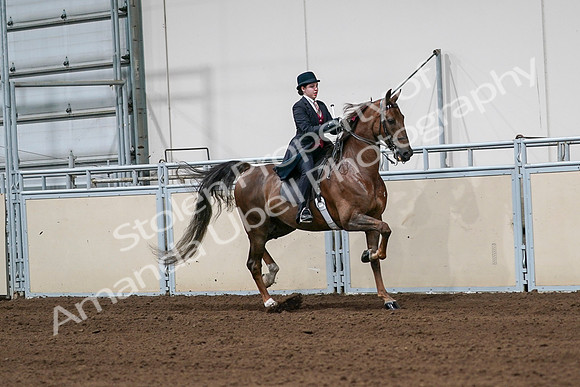 2020 - AB Morgan Horse - Sat, Sept 05 - 06355