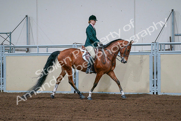 2020 - AB Morgan Horse - Fri, Sept 04 - 01737