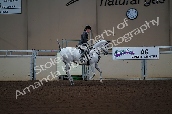 2019 Morgan Horse Show - Aug 30, 2019 - 17632