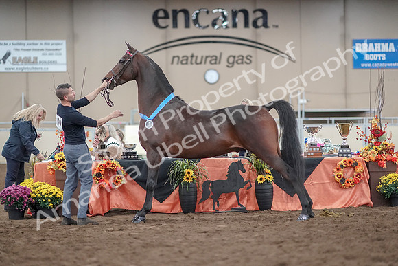 2019 Morgan Horse Show - Aug 31, 2019 - 01414