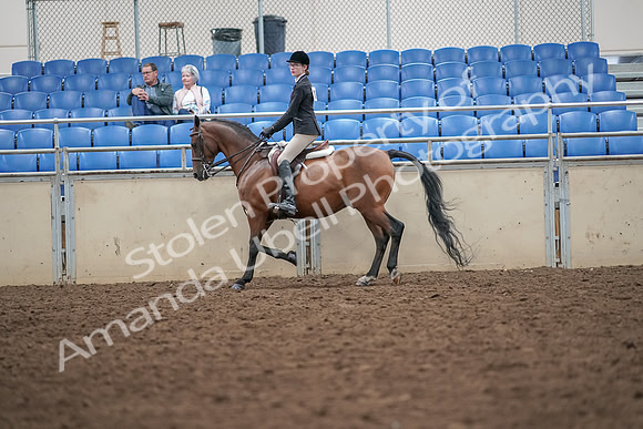 2019 Morgan Horse Show - Aug 30, 2019 - 20170