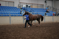 2019 Morgan Horse Show - Aug 31, 2019 - 02907