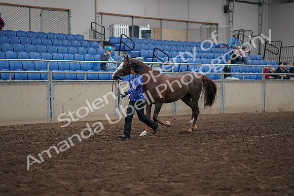 2019 Morgan Horse Show - Aug 31, 2019 - 02907