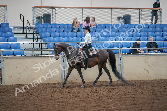 2019 Morgan Horse Show - Aug 30, 2019 - 16769