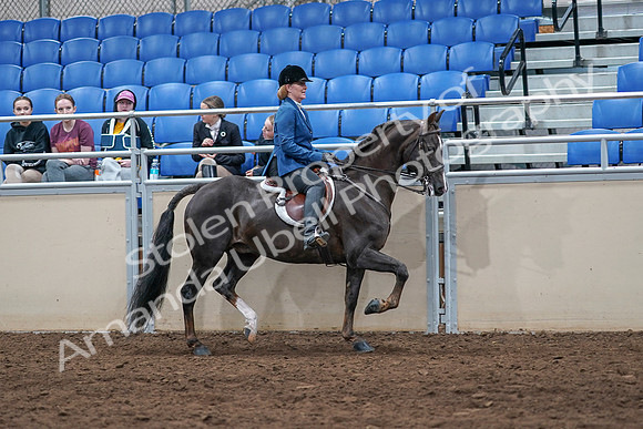 2020 - AB Morgan Horse - Sat, Sept 05 - 05215