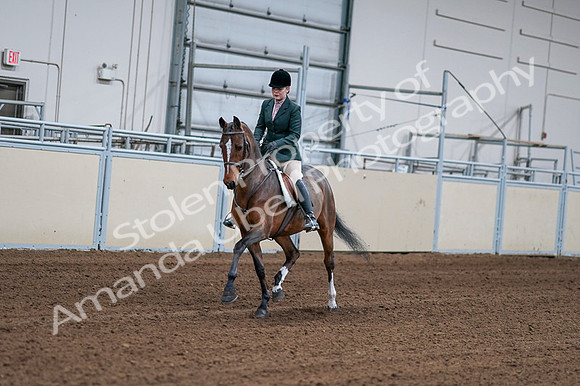 2020 - AB Morgan Horse - Fri, Sept 04 - 01677
