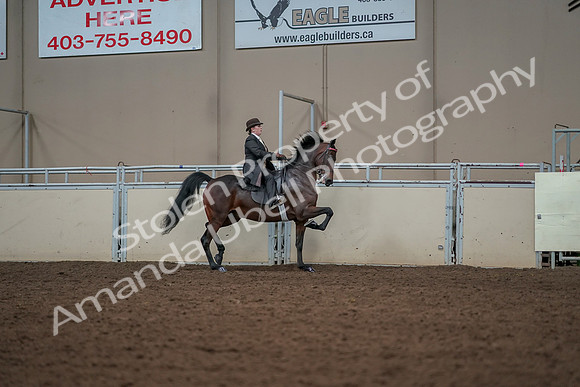 2019 Morgan Horse Show - Aug 30, 2019 - 28108