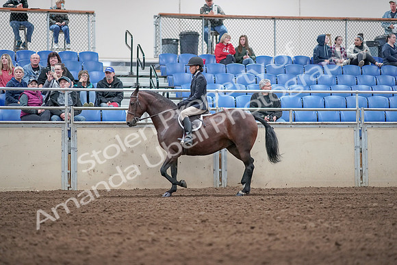 2019 Morgan Horse Show - Aug 31, 2019 - 19538