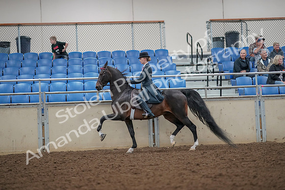 2019 Morgan Horse Show - Aug 30, 2019 - 25108