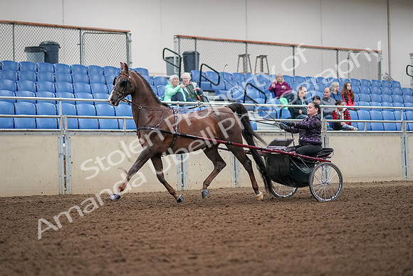 2019 Morgan Horse Show - Aug 30, 2019 - 13159