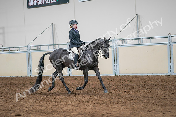 2020 - AB Morgan Horse - Sun, Sept 06 - 08037
