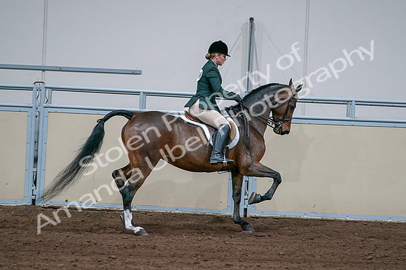 2020 - AB Morgan Horse - Fri, Sept 04 - 01764