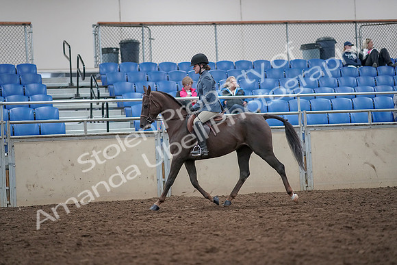 2019 Morgan Horse Show - Aug 31, 2019 - 16618