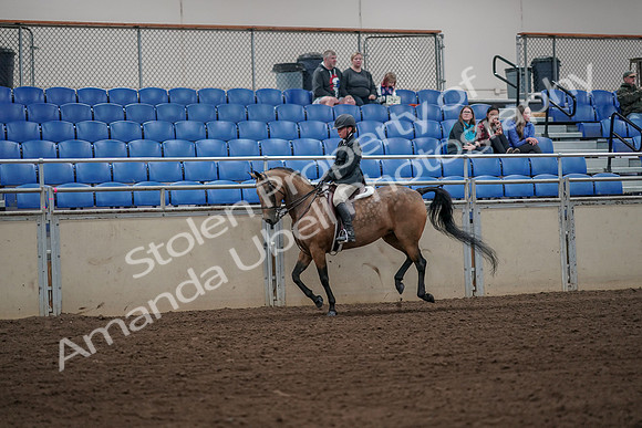 2019 Morgan Horse Show - Aug 31, 2019 - 05013