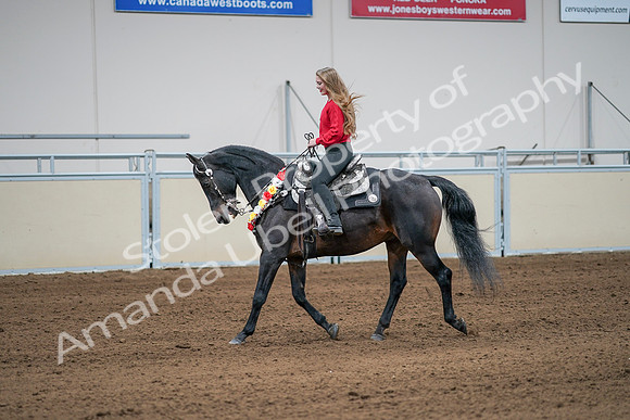 2020 - AB Morgan Horse - Sat, Sept 05 - 10405