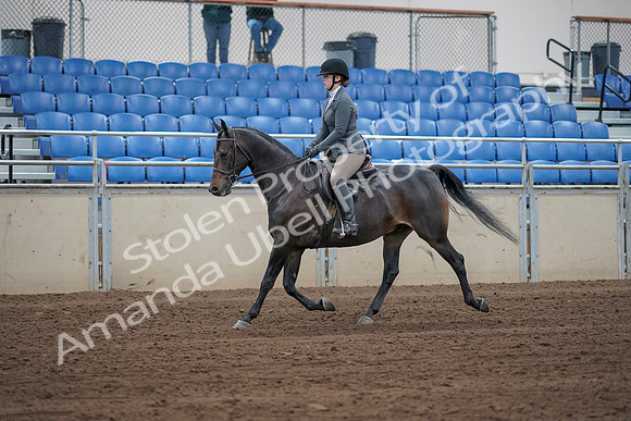 2019 Morgan Horse Show - Sept 01, 2019 - 10930