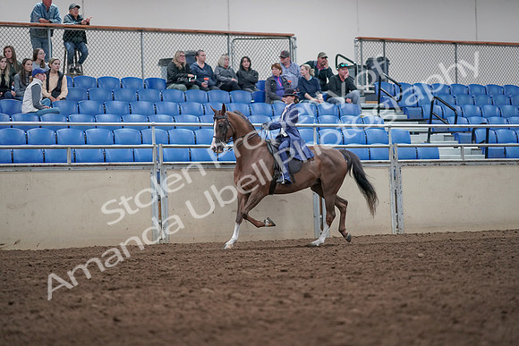 2019 Morgan Horse Show - Aug 31, 2019 - 20440