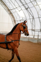 Class 037 - All Breed Pleasure Driving - Open