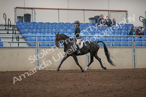 2019 Morgan Horse Show - Aug 31, 2019 - 04950