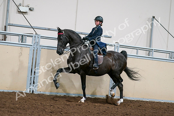 2020 - AB Morgan Horse - Fri, Sept 04 - 03227