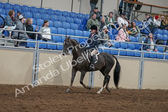 2020 - AB Morgan Horse - Sun, Sept 06 - 07737
