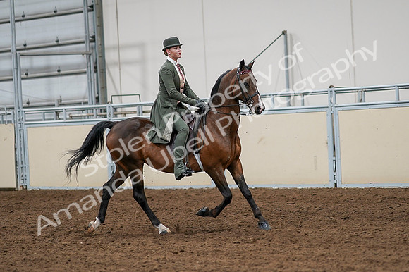 2020 - AB Morgan Horse - Fri, Sept 04 - 03362