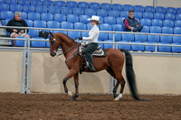 2020 - AB Morgan Horse - Sun, Sept 06 - 07473