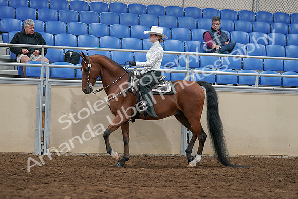 2020 - AB Morgan Horse - Sun, Sept 06 - 07473