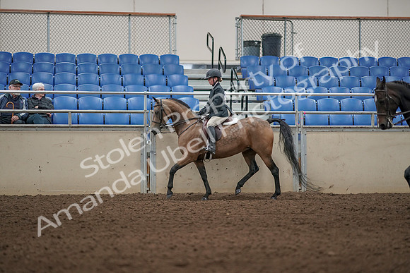 2019 Morgan Horse Show - Aug 31, 2019 - 04843