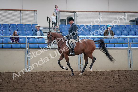 2019 Morgan Horse Show - Aug 31, 2019 - 15061