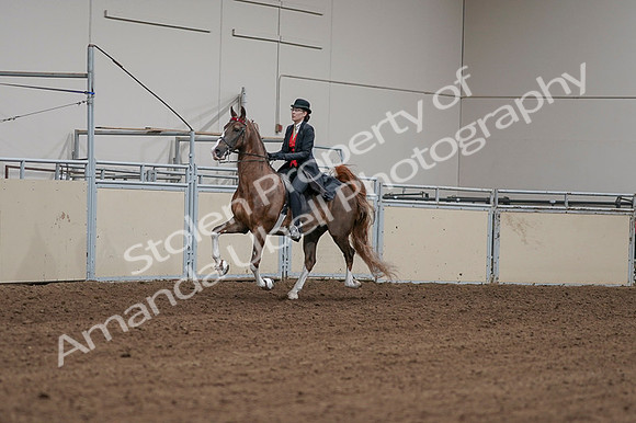 2020 - AB Morgan Horse - Fri, Sept 04 - 09699