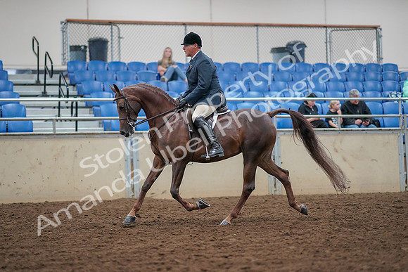 2019 Morgan Horse Show - Aug 30, 2019 - 17256