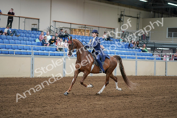 2020 - AB Morgan Horse - Sat, Sept 05 - 06222
